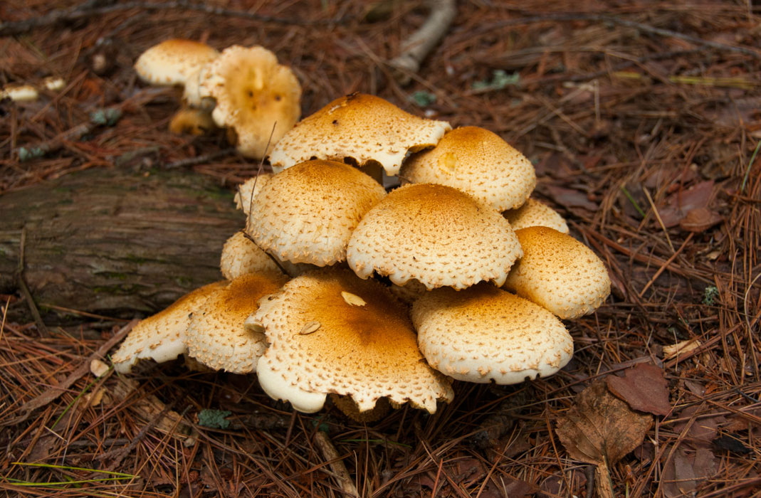 McFarland Lake, Minnesota — Sept. 2629, 2013 Tusen Takk II