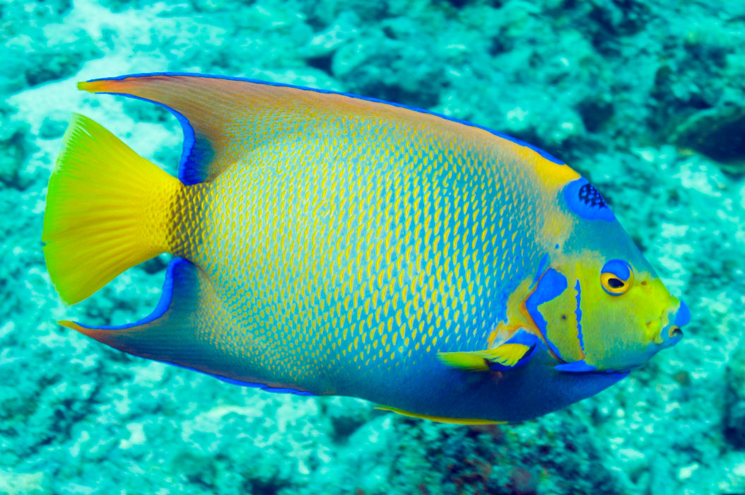 Queen_Angel2 Tusen Takk II